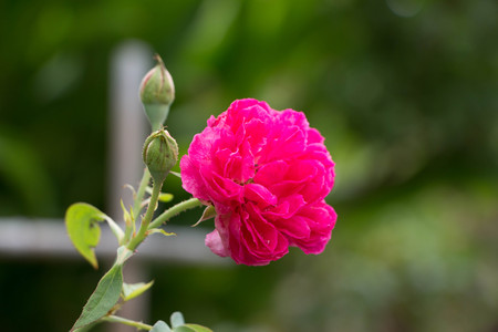 Pink Rose Blooming in Gardenの写真素材