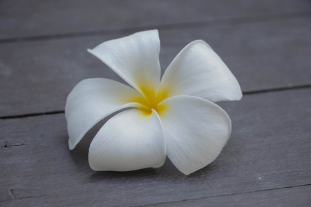 Frangipani plumeria Spa Flower isolated on whiteの写真素材