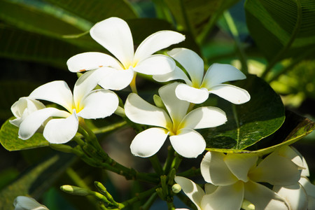 white and yellow frangipani flowers with leavesの写真素材