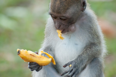Monkey eating a bananaの写真素材