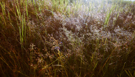 Dew on the grass in the morningの写真素材