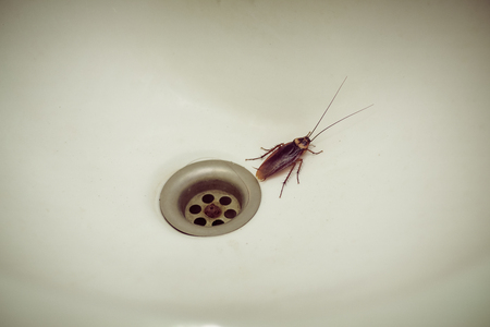 Cockroaches in the sink