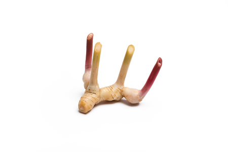 Fresh galangal isolated on white background.の写真素材