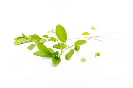 Basil isolated on white backgroundの写真素材