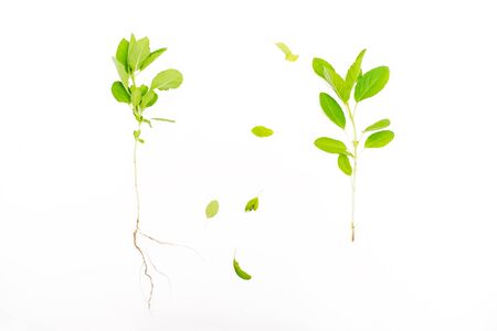 Basil isolated on white background