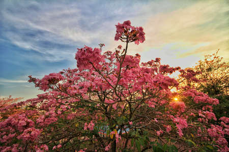 Pink tree against the sky