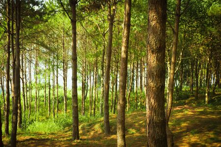 Green forest