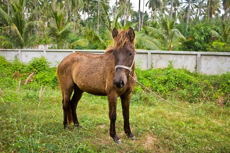 Dwarf horse in gardenの写真素材