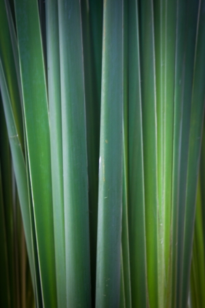 Green blurred abstract.