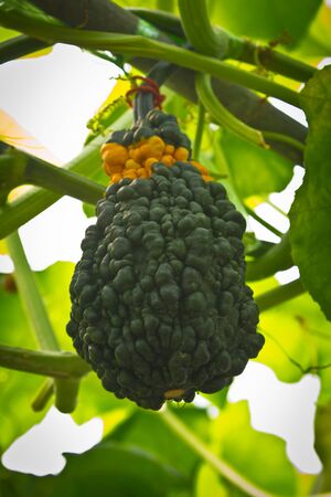 Strange pumpkin hanging on branch.の写真素材
