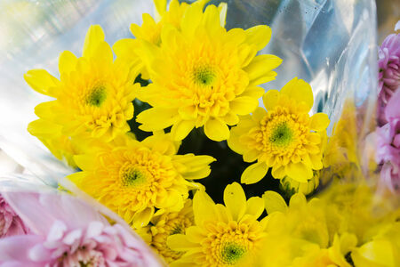 Beautiful bouquet of Chrysanthemum wrapped in plastic sheet