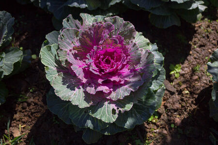 fancy cabbage