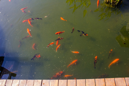 Koi fish in pond