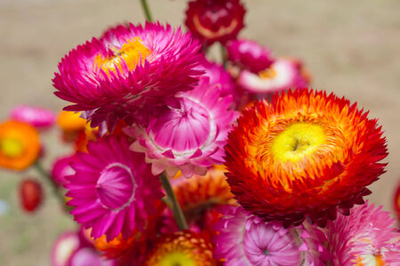 Dry straw flower or everlasting, Helichrysum bracteatumの写真素材