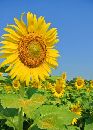 Sunflower on the clear blue sky のeditorial素材