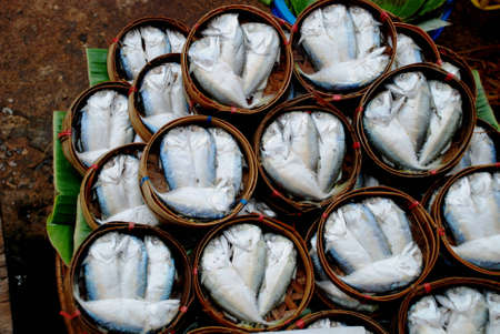 Scomber 2の写真素材