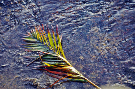 Coconut leafの写真素材