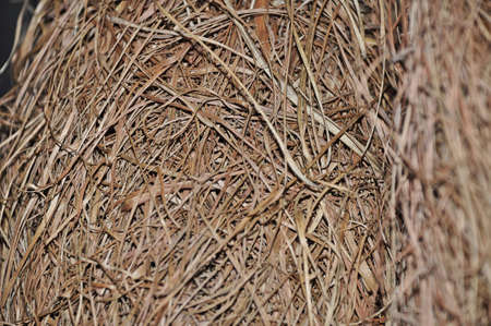 Sparrow nests