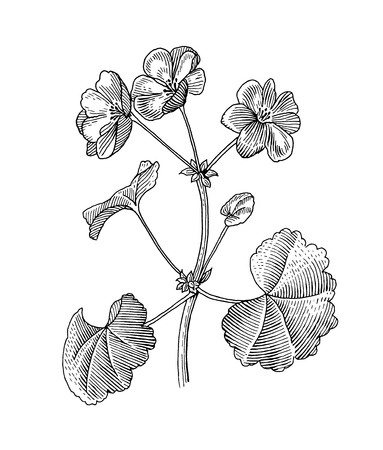 Sprig of blooming geranium, black and white graphicsの写真素材