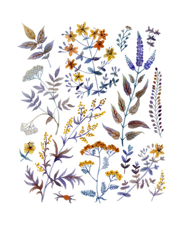 Hand Drawn vintage floral elements. Set of flowers and plants.のイラスト素材