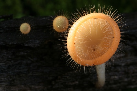 mushroom, Thailandの写真素材