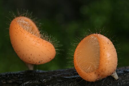 Cookeina Trachoma Mushroom, Khao Yai national park Thailand.の写真素材