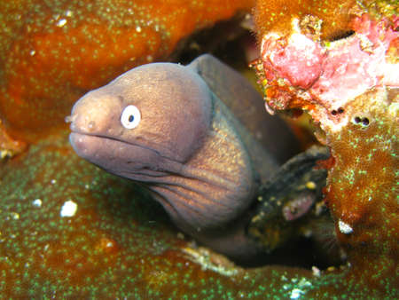 Moray Eel in South Similan Thailand