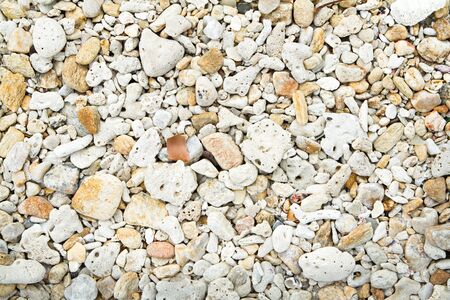 Dead coral on the beach.の写真素材