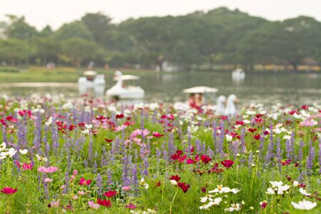 Flower field and defocused of lake background. Selective focus.