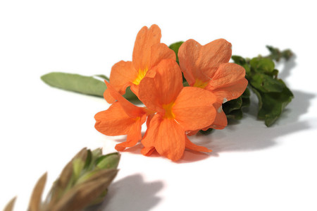 Firecracker Flower and Seed