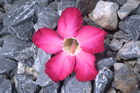 Adenium aka Desert Rose flowerの写真素材
