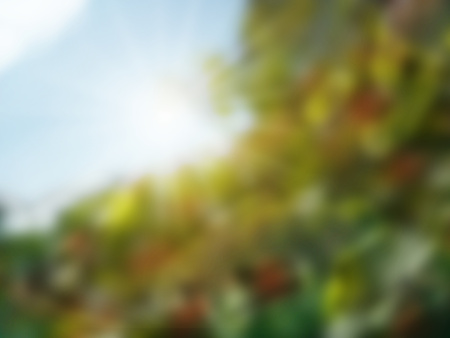 Abstract blurry green backgroundの写真素材