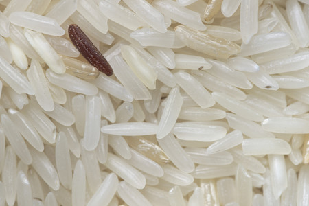 Closeup white rice with unmilled rice and tiny weevil over rice backgroundの写真素材