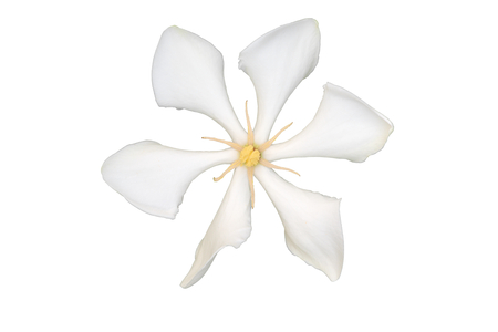 White Cape Jasmine AKA Gardenia Augusta isolated on white