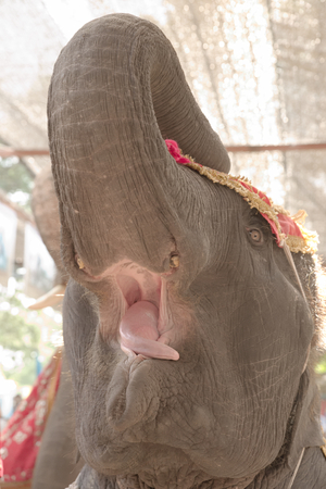 Ayutthaya, Thailand - November 23rd: Closeup on elephant fact while curling trunk in Elephants show on Elephant village.のeditorial素材