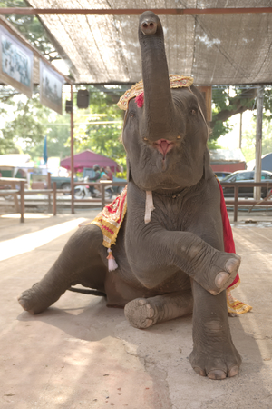 Ayutthaya, Thailand - November 23rd, 2014: Elephants show on Elephant village.のeditorial素材