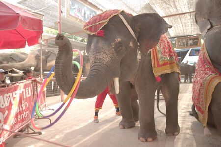 Ayutthaya, Thailand - November 23rd, 2014: Elephant plays Hoola Hoop with trunk in Elephants show on Elephant village.のeditorial素材
