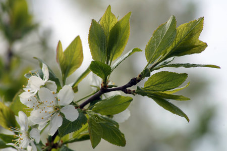 jasmineの写真素材