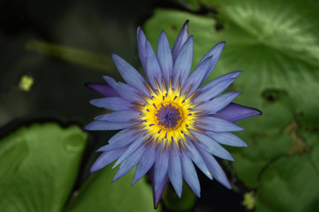 flowerの写真素材