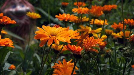 flowerの写真素材