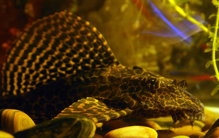 brocade catfishの写真素材