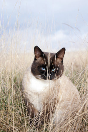 cat in the grassの写真素材