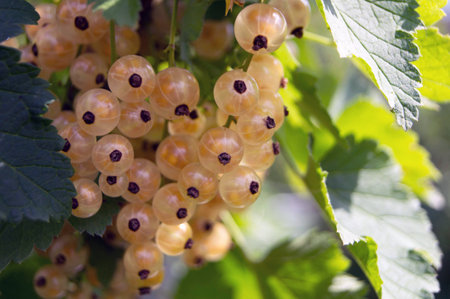 White currantsの写真素材