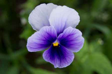 purple flowerの写真素材