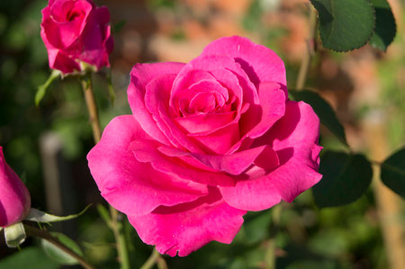 flowerの写真素材