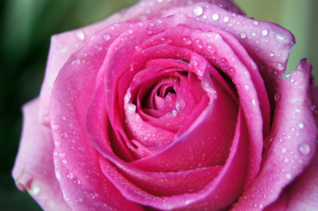 Rose after rainの写真素材