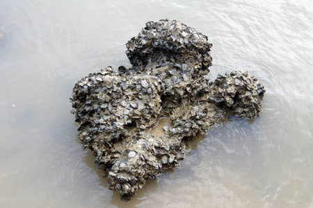 coquinaの写真素材