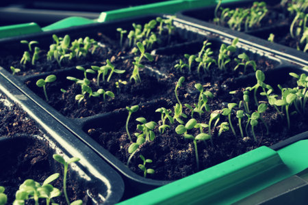Seedling home. Planting flowers in the spring.