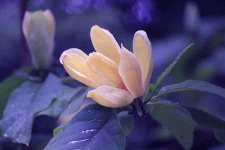 Yellow magnolias in the botanical garden under light rain in the evening.の写真素材