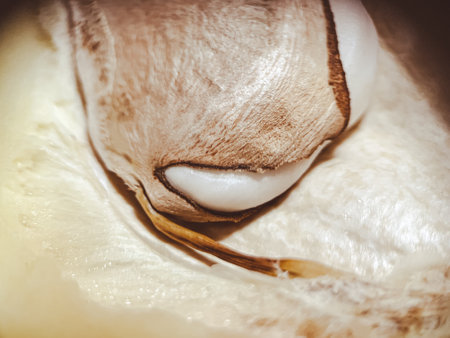 fresh mango macro. The fruit pit is visible in detail